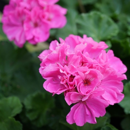 Les géraniums - astuces grand-mère pour prendre soin de ces fleurs