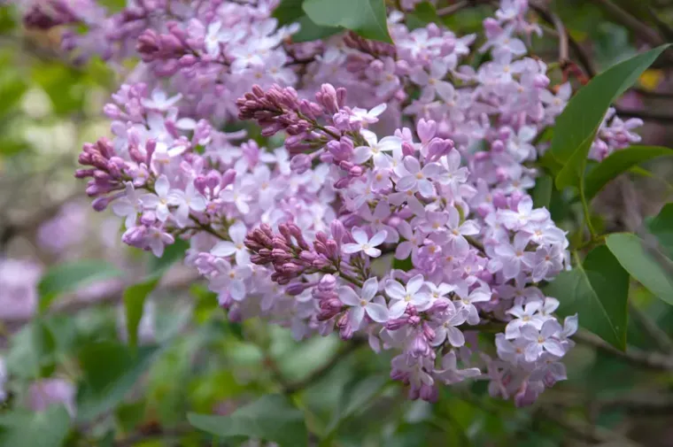 lilacs bel arbuste joli fleuri