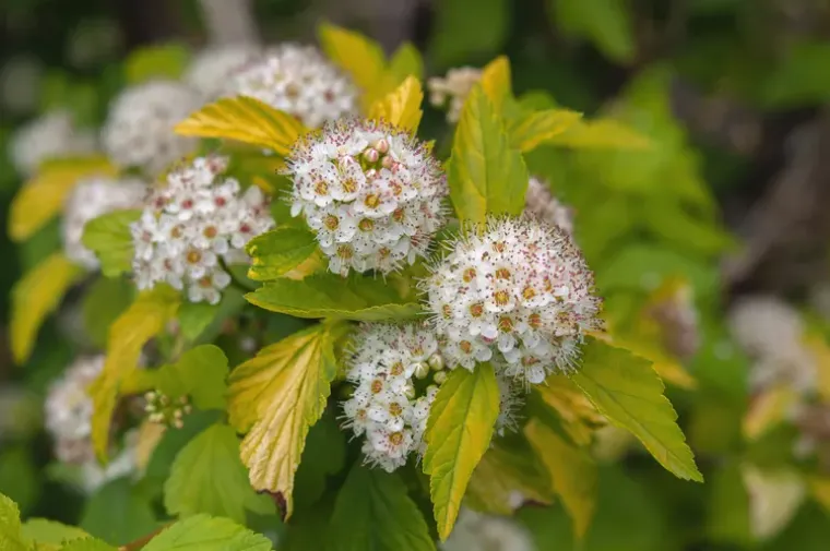 physocarpus opulifolius petit arbustes décoratifs