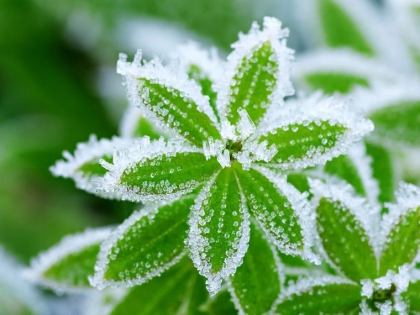 Plantes résistant au gel - Lesquelles planter au jardin cet hiver 2022