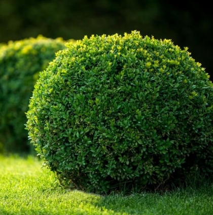 Quel arbre planter pour une haie sans entretien