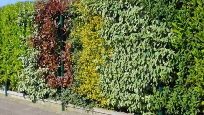 arbre de haie protégeant regards indiscrets