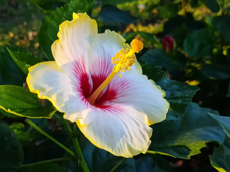 arbre hibiscus entretien