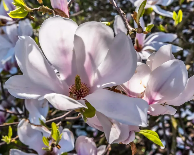 arbre magnolia automne plantation