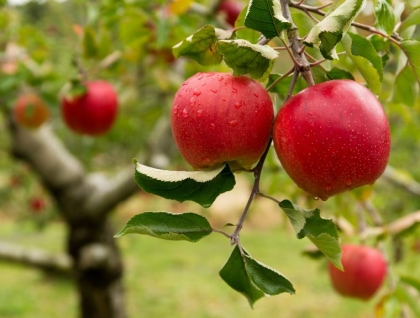 arbre plnter automne pommes