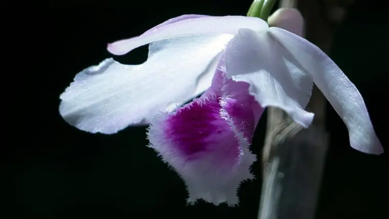astuces orchidées entretien arrosage floraison
