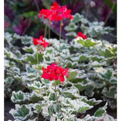 entretien du géranium en hiver