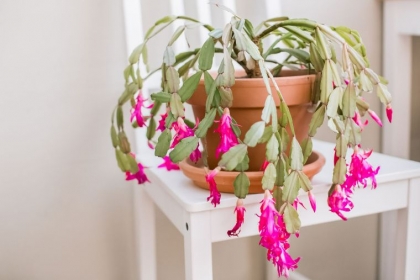 cactus de Noël schlumbergera intérieur