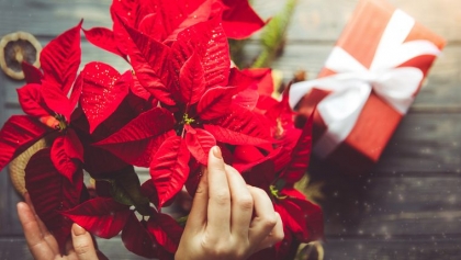 comment faire fleurir fleur de noël poinsettia