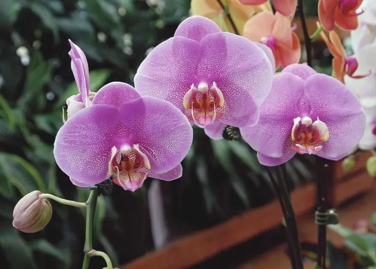 comment faire refleurir une orchidée phalaenopsis