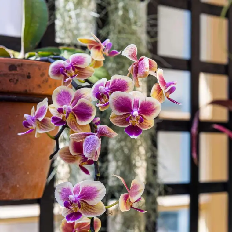 comment prendre soin des orchidées maison