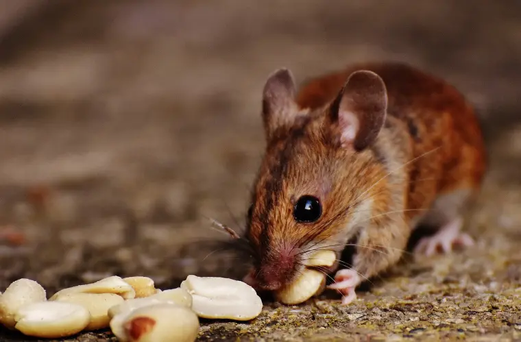 comment se débarrasser des souris dans la cuisine astuces