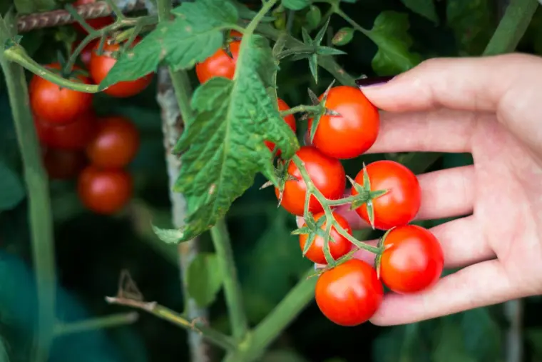 comment tailler les gourmands des tomates cerises