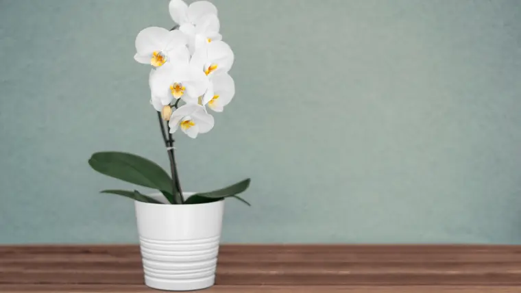 comment vaporiser les orchidéers