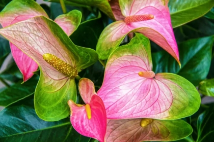entretien de l'anthurium en pot