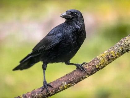 corbeau chat sauvage
