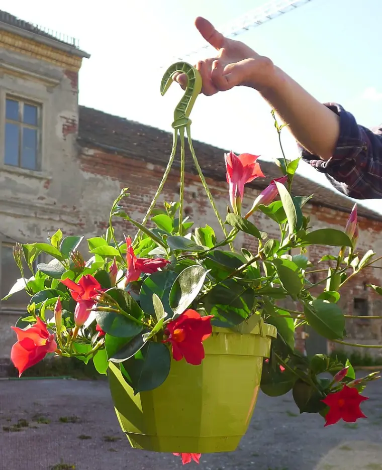 entretien dipladenia grimpant