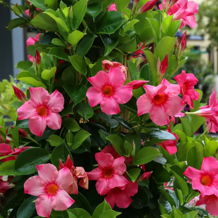 entretien dipladenia hiver