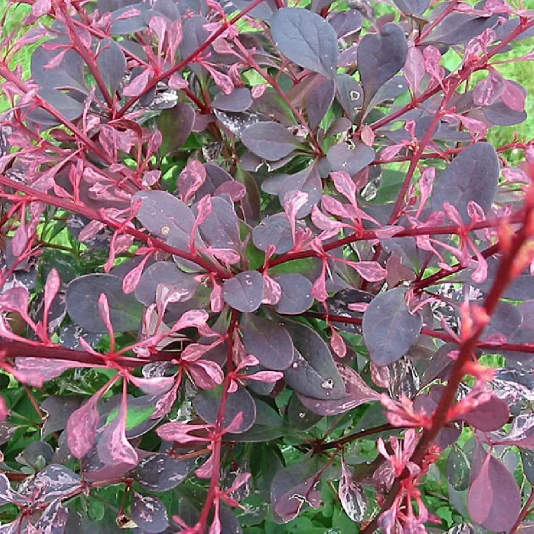 épine-vinette arbuste feuilles permanentes