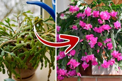 faire refleurir le cactus de Noël étape par étape