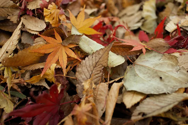 que faire feuilles mortes jardin automne