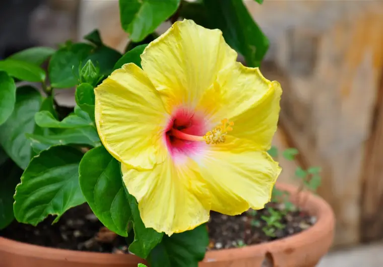 fiori grande hibiscus entretien