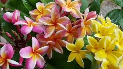 la fleur de frangipanier