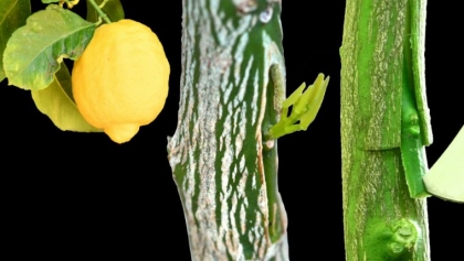 greffage arbre fruitier citronnier