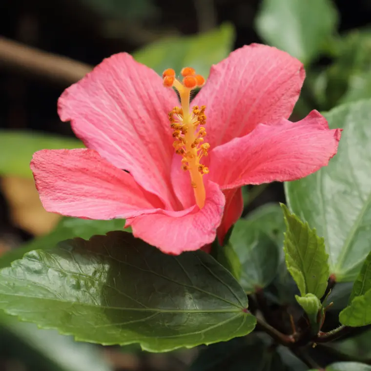 hibiscus entretien arrosage