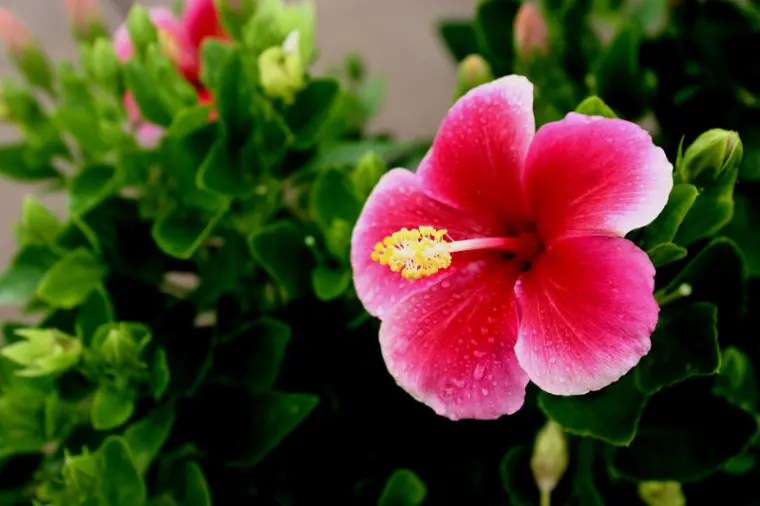 hibiscus entretien en pot