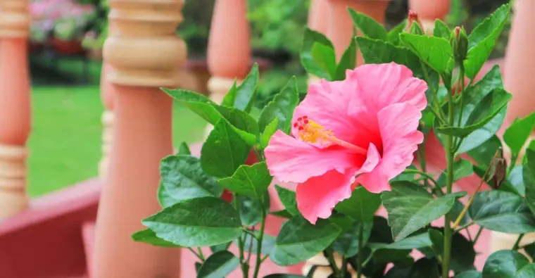 hibiscus entretien entretien