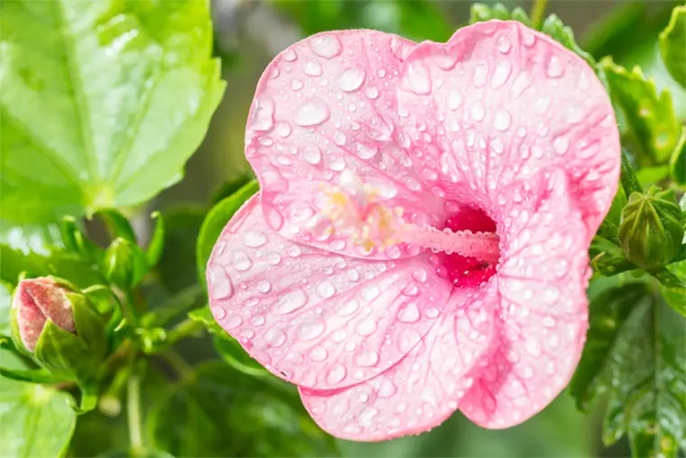 hibiscus entretien hiver