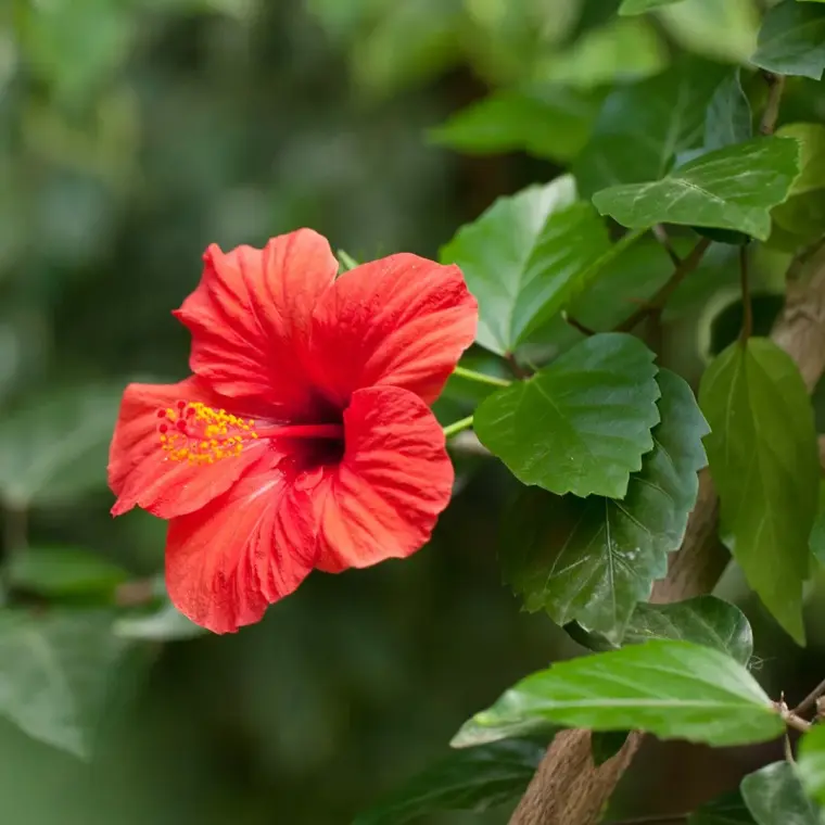 hibiscus entretien intérieur