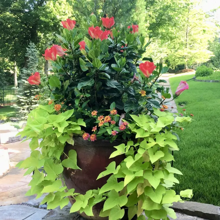 hibiscus entretien taille