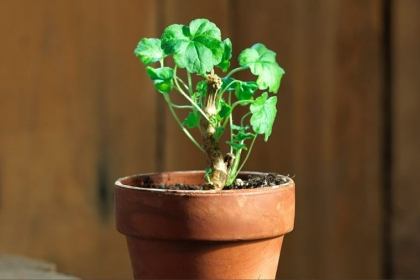 hivernage pélargonium méthode entretien