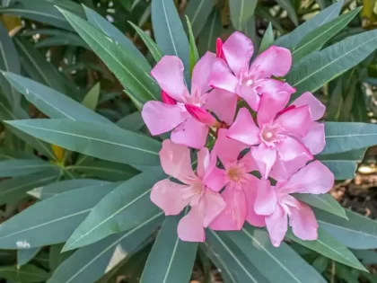 hiverner un laurier rose en pot