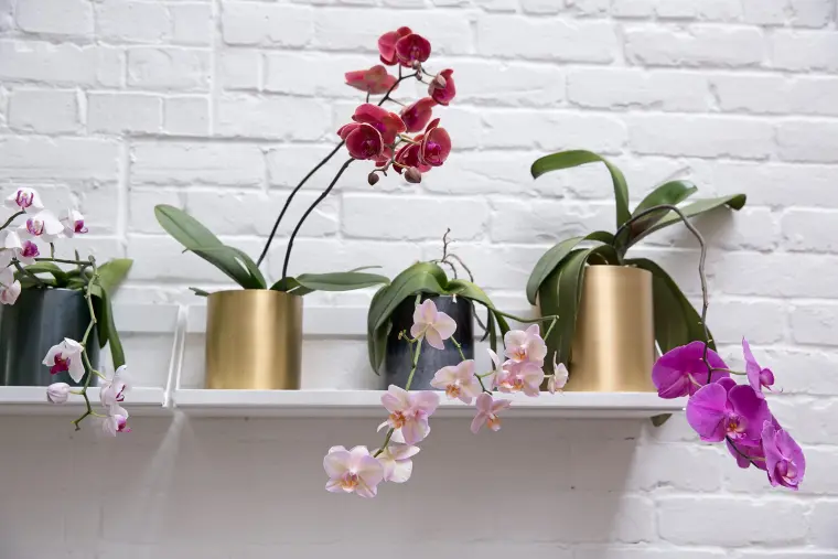 où placer les orchidées maison