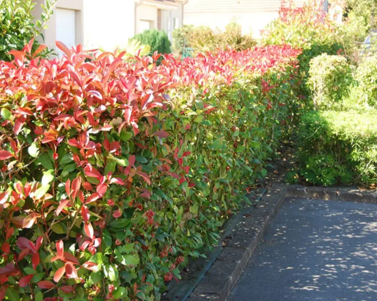 photinia red robin arbre