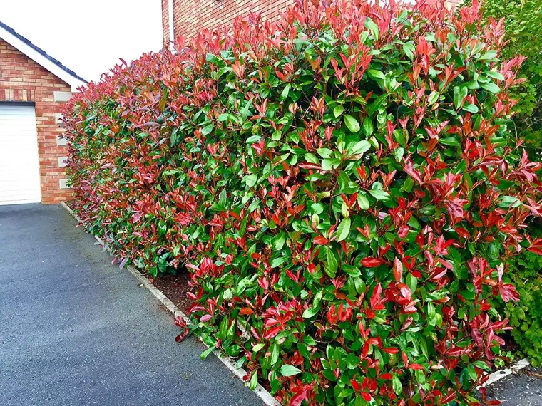 photinia red robin arrosage