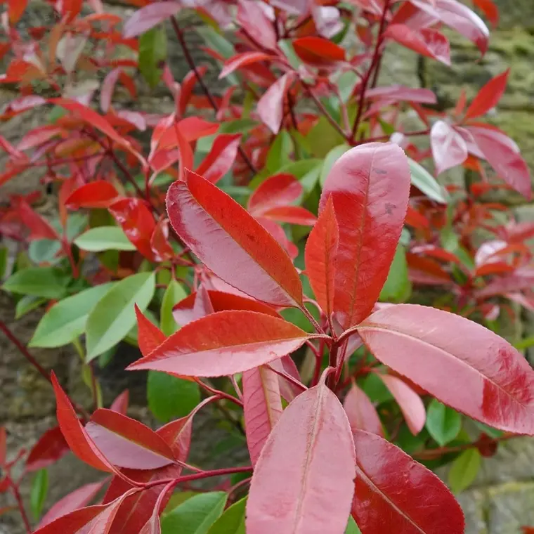 photinia red robin astuces 