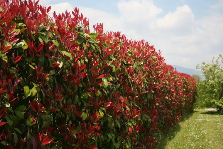 photinia red robin croissance