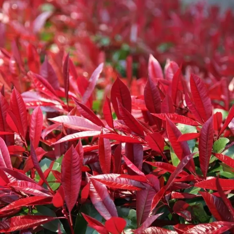 photinia red robin entretien