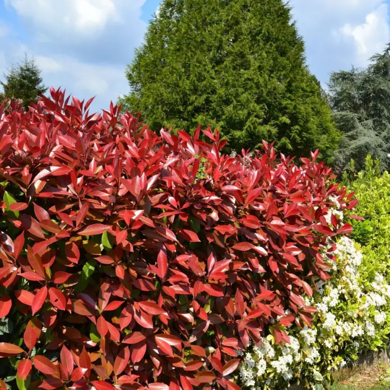 photinia red robin hauteur