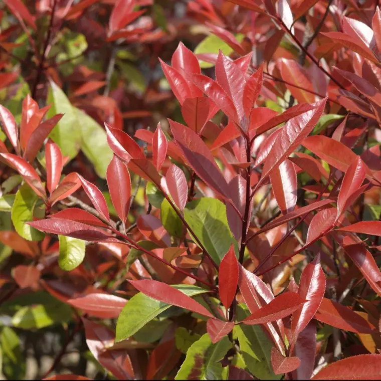 photinia red robin taille