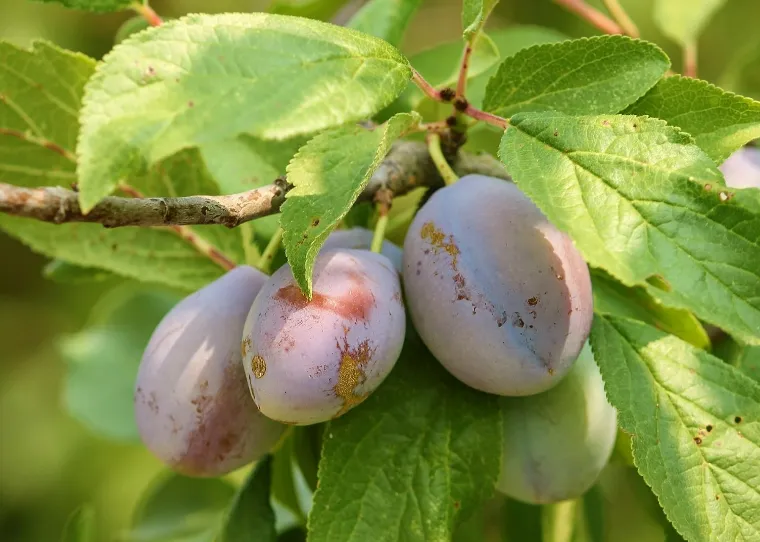 plantation prunes saison floraison