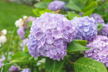 planter hortensia automne conseils astuces