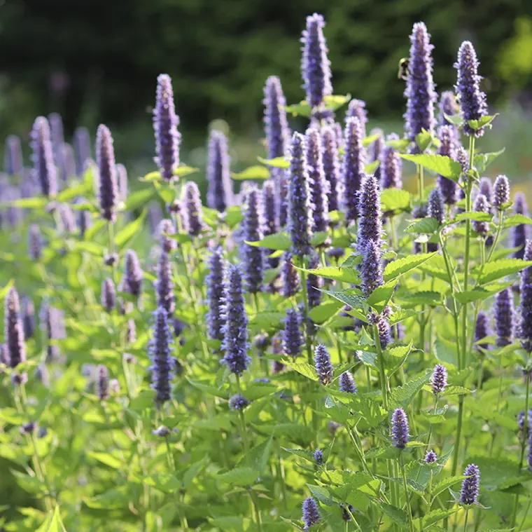 plantes aromatiques vivaces plein soleil