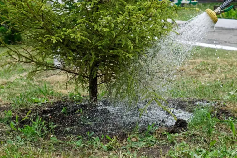 proteger plantes jardin hiver