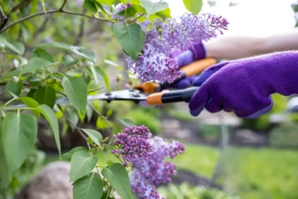 quand tailler un lilas des indes