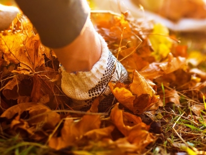 que faire en novembre au jardin